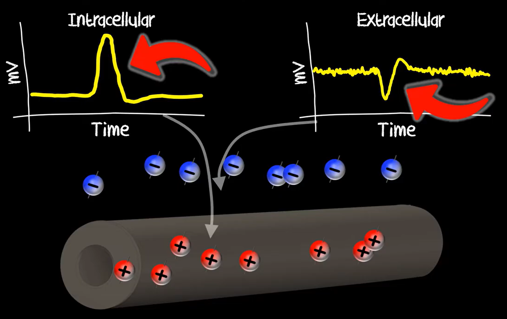 Intracellular vs Extracellular