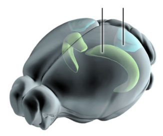 Mouse Brain Regions